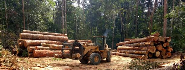 Lawn Grading and Leveling in Centerville, CA