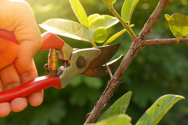 Professional Tree Services in Centerville, CA